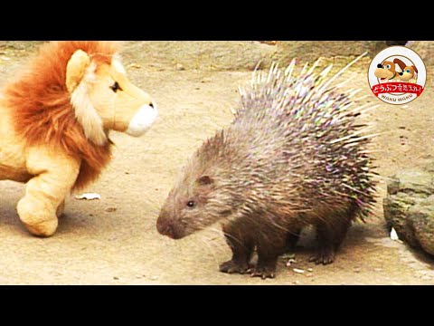 ハリネズミとヤマアラシの違い - 住む場所の違い