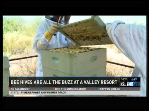 Channel 12 News - Bee Hive Segment