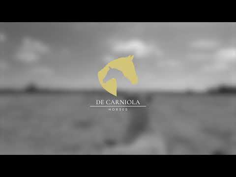 De Carniola Horses teaser