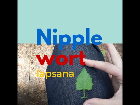 Episode 4: Nipplewort