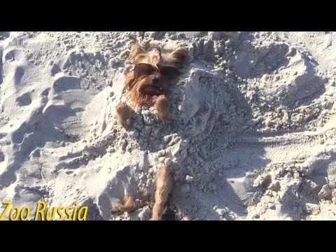 Funny Beach Dog Buried in the Sand