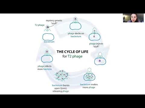 Martha Chase & the Hershey-Chase experiments - the Waring blender ones & more! A dive into the paper