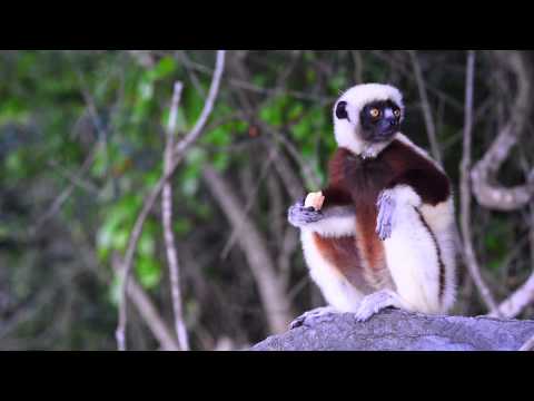 HAPPY We are from Nosy-Be (Madagascar) - Geoffrey Gaspard - Pharell Williams