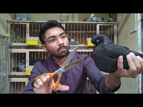 , title : 'Trimming English Long Face Tumbler Pigeons for Breeding in Urdu Hindi Best Tip for Producing Chicks'