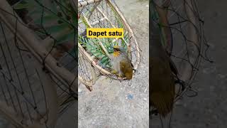 Download lagu Pikat Burung Merbah Belukar #short #shorts mp3