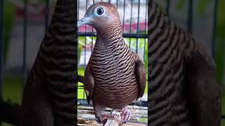 Download lagu perbedaan perkutut majapahit asli dan perkutut cemani kol buntet mp3 Download lagu perbedaan perkutut majapahit asli dan perkutut cemani kol buntet mp3