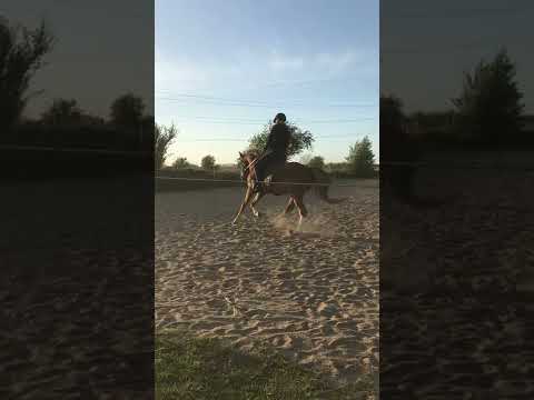 Galop video