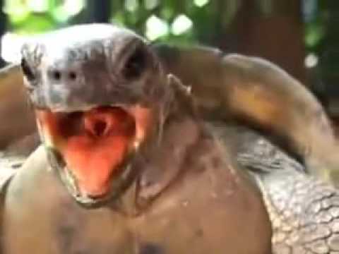 Turtles Mating funny