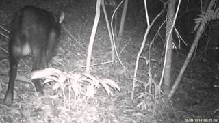 preview picture of video 'Capricorne de Sumatra / Sumatran Serow (Capricornis sumatraensis)'