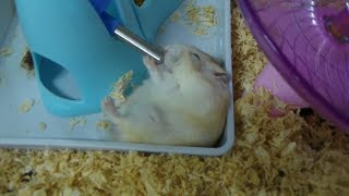 Download lagu 我家的8只加卡利亚/三线仓鼠 mp3