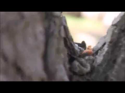 Rising Beauty by Andrea La Pietra