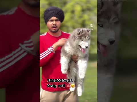 Super wolly cot husky male ￼odd eye 7696039408 #puppylife #doglover #puppyvideos #huskypuppy #wolly