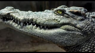 Crocodiles - Nature &amp; wildlife | Dangerous Predators ( New Documentary)