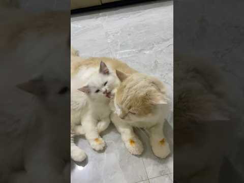 Thangapulla🐈shasha appava evlo azhaga konjuran😍 #cat #shorts