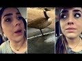 Goose Responds To Crying GooseGirl