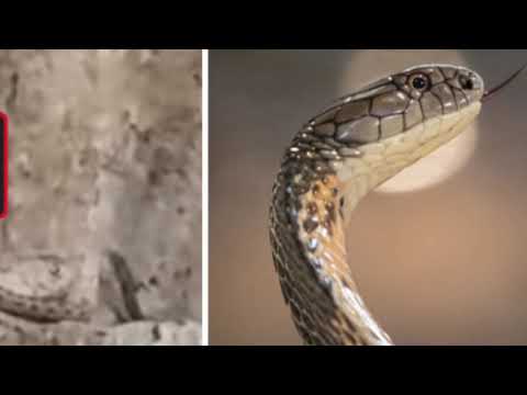 End Times: Biblical prophecy as live snake come out of Israel’s Western ...
