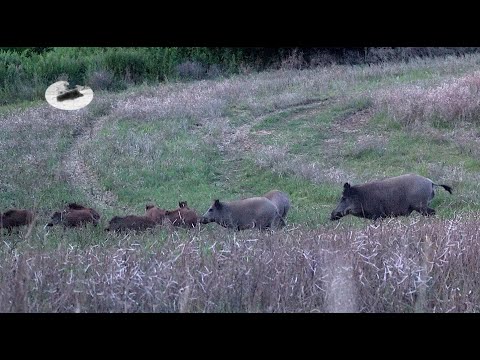 Ogromny odyniec - nigdy nie widziałem takiego dzika! Polowanie na kozły w lipcu - myłkus na wab!