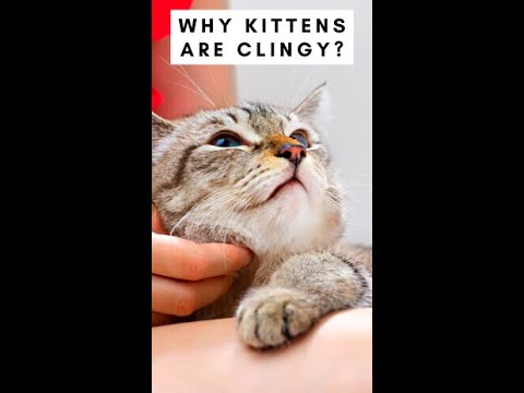 Why Kittens Are Clingy? #Shorts - YouTube