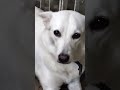 Goundamani Senthil Comedy Dog Cute Expression Tamil Whatsapp Status