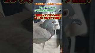2026年度 伊賀国際チャンピオン1000K　本日ライブ配信！ #レース鳩