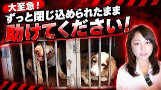 【拡散希望】海外逃亡説 さとうさおり氏飼育していた犬を手放す....保護決定の犬たちへ…急遽「一時預かり先」が必要です！ライブ配信で緊急のご相談・募集