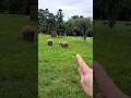 What Is The Minimum Area To Start A Sheep Farm
