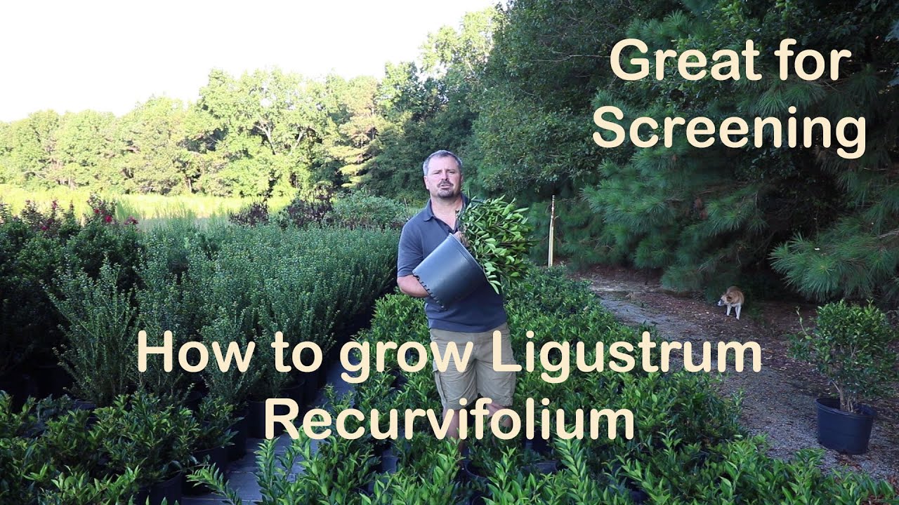 How big does a recurve Ligustrum grow? Tipseri