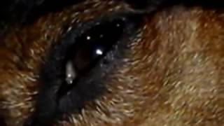 Vida de Cachorro (Pato Fu)