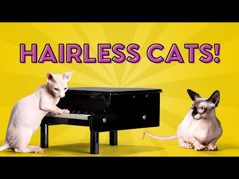 Hairless Cats 101: Quick Facts About the Sphynx!
