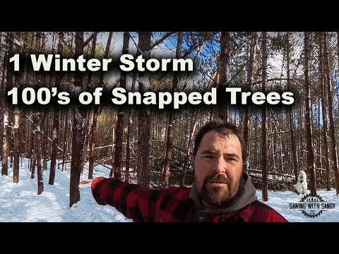 One Winter Storm Nearly Wiped Out my Entire Forest