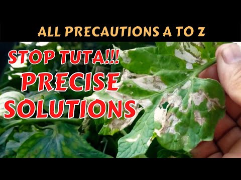HOW DO YOU STOP TUTA ABSOLUTA I #tomato #eggplant #agriculture