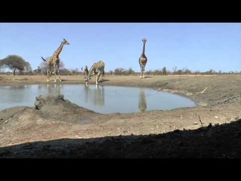 Two Giraffes Drink at Water Hole Zimbabwe Singita