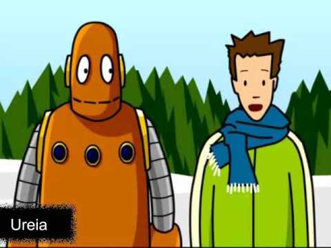 Sistema Urinário  (Versão portuguesa)