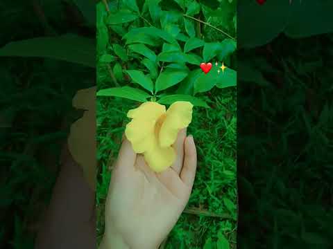 wait for end🙂 #arifasdairy9 #flowers #shortvideo