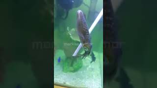 Download lagu Cumi-cumi mau dipakai buat COL* mp3