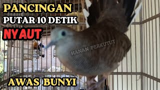 Download lagu Suara Perkutut Pikat Gacor pancingan BURUNG PERKUTUT  APAPUN AGAR CEPAT BUNYI mp3