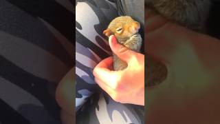Mulher Bondosa Encontrou um Esquilo Fofo 🐿❤️