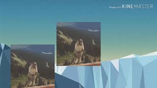 寝ぼけとふざけが混じった動画