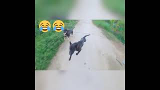 Download lagu #shorts dikejar anjing mp3