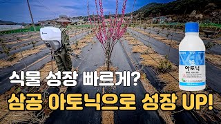나무 성장촉진제 아토닉 효과 사용방법
