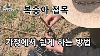 복숭아 접목 / 깍기접 집에서 쉽게 하는 방법