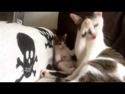 Adorable kitten learning how to clean copying his mom. So cute