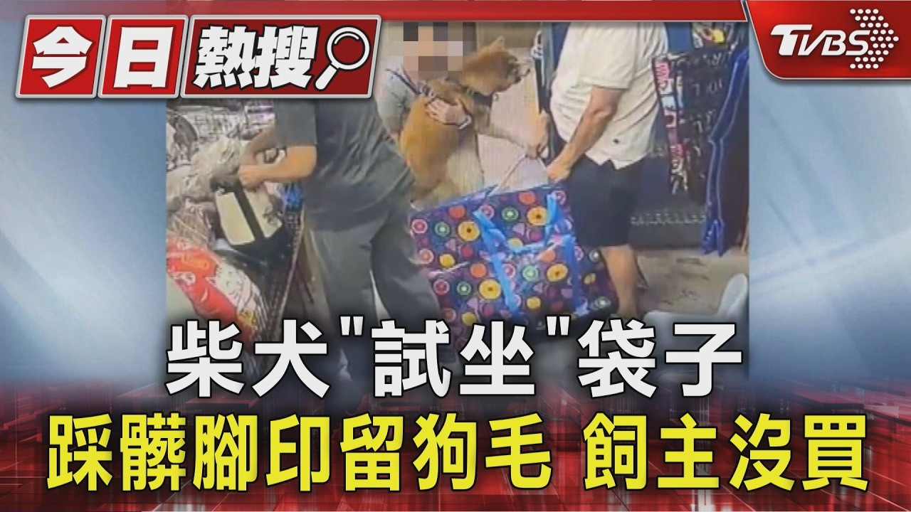 #獨家 柴犬「試坐」袋子 踩髒腳印留狗毛 飼主沒買｜TVBS新聞 @TVBSNEWS01