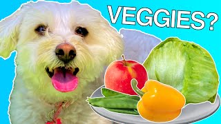 Puppy Tries Vegetables and Reviews Them