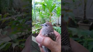 Download lagu ciri perkutut wisnu murti #viral #shorts #youtubeshorts #trending #sahirutomo #perkutut mp3