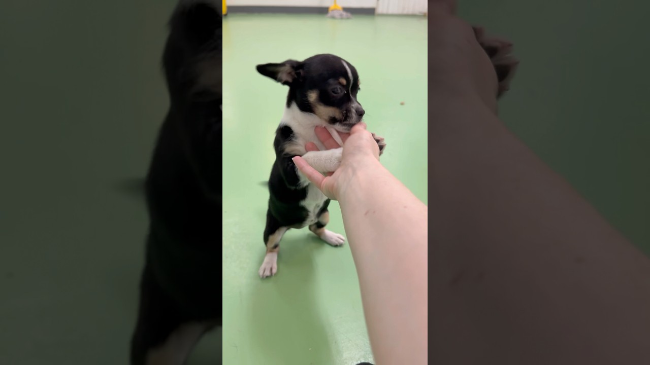 Enlarge Sparkles, a Adoptable mixed breed in PHOENIX, AZ video 3/6