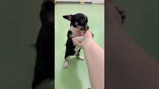 Video preview image #1 Chiweenie Puppy For Sale in phoenix, AZ, USA