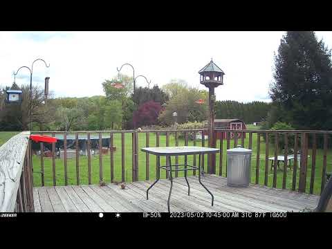 Starlings flying away first then blue jays leaving mourning doves deck trail camera 20230504