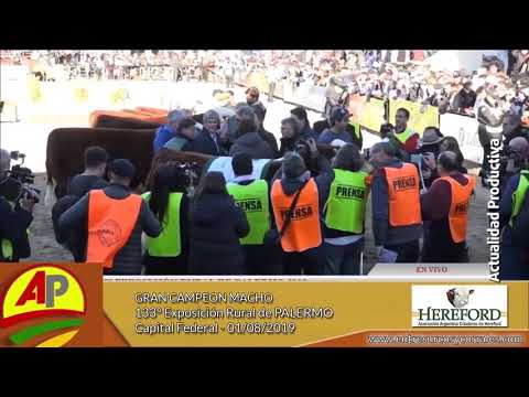 Gran Campeón Macho Hereford. Cabaña Los Guarruchos. Palermo 2.019.