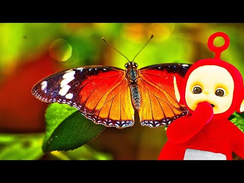 Teletubbies: Bugs Pack - Full Episode Compilation